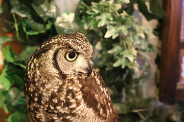 フクロウカフェ　ワシミミズク