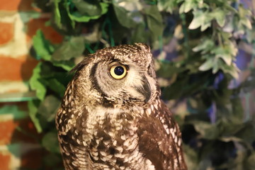 フクロウカフェ　ミミズク