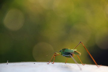 The Grasshopper ( Phaneroptera nigroantennata ) walks in front of bokeh in tne sunshine in the late fall