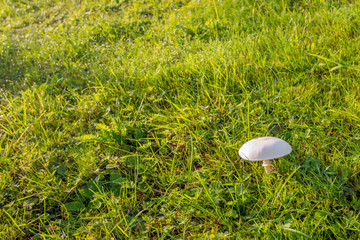 Small whitish mushroom between the grass
