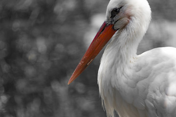 Stork Portrait