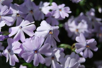 Polsterphlox, Teppichphlox (Phlox subulata) 