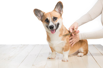 Grooming service. Close up of dog getting his hair cut at the groomer