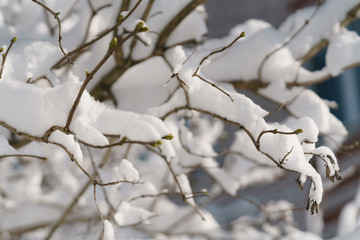 lilac branches covered with snow in morning