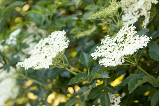 Elder flower