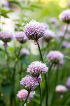 Chive purple flower