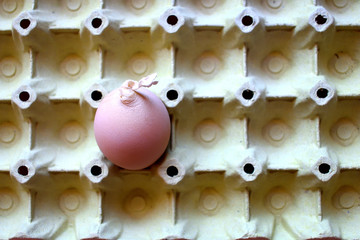 Ovum egg