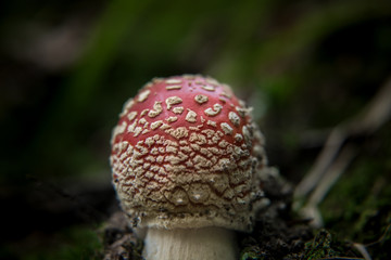 Baby Fliegenpilz im Wald