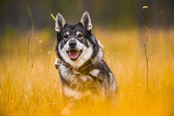 Foto op Canvas Swedish Moosehound in the fall hunting season © RobertNyholm