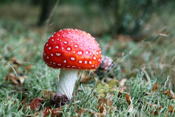 amanita muscaria mushroom