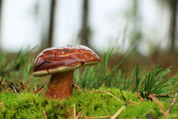 mushroom Boletus badius grows in moss