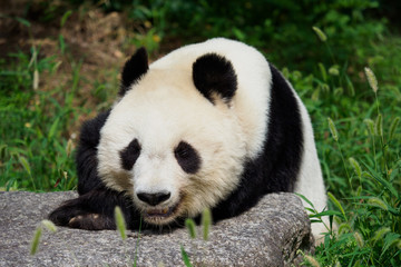 Fototapeta premium 一休みするパンダ