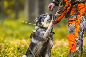 Türaufkleber Schwedischer Elchhund in der Herbstjagdsaison © RobertNyholm