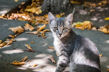gray gray cat in autumn leaves
