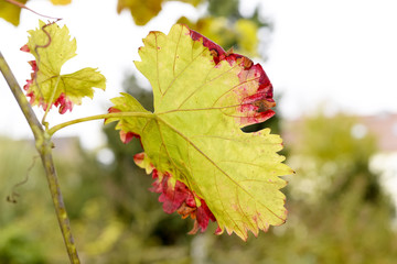 buntes Weinblatt