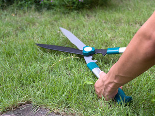 Fototapeta premium Cutting grass with scissors