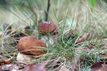 Two white fungus grows in grass
