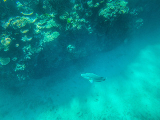 Naklejka na ściany i meble Snorkelling in the Great Barrier Reef