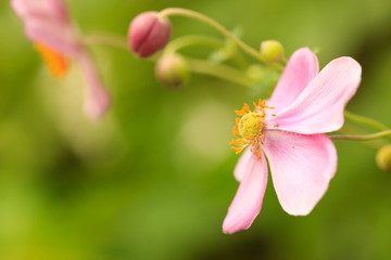 ショイウメイギク