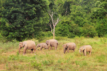 Obraz premium Asian elephant family in the wild. Cluster of asian elephants in Thailand.