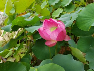 Lotus bloom, pink lotus 