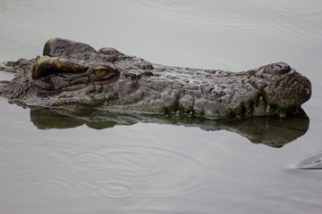 close up of a head crocodile