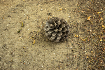 Pine cone from top view