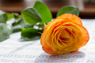 Orange rose cut and laying on a table inside by a window