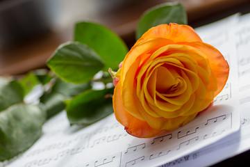 Orange rose cut and laying on a table inside by a window