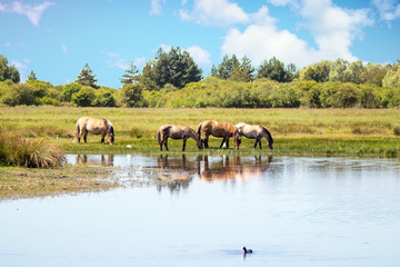 Chevaux Henson dans la prairie, Baie de Somme, Le Marquenterre, Hauts de France, France 