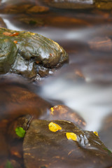 Autumn Leaves In Stream, Eifel