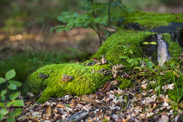 Illuminated Moss In Forest, Eifel