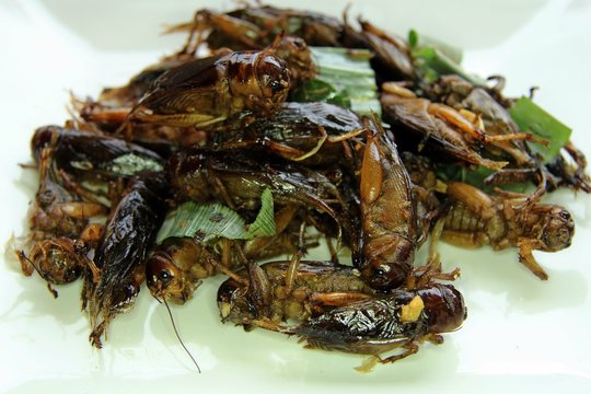 fried insect