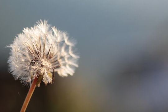 fiore