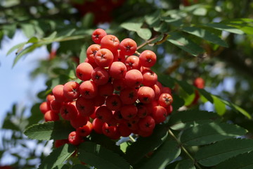 rowan berry on a tree in the autumn