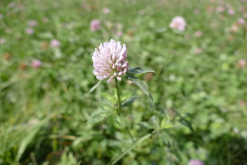 detail of pink clover in the grass