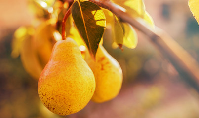 Close up photo of the ripe pear in the orchard