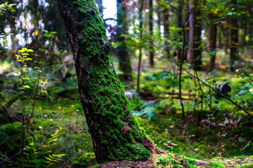 green moss tree forest