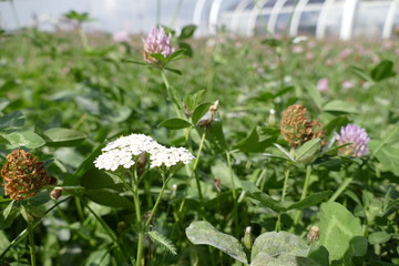 detail of pink clover in the grass