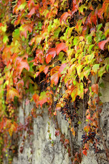 Climbing plant with red leaves in autumn on the old stone wall