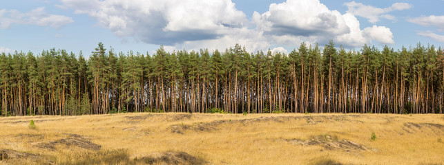 Extra large wide panoramic view of pine forest and cloudy sky on the background