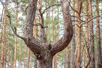 Obraz premium Old crooked pine tree in a coniferous forest after beeing cut grew up into a three tree trunks