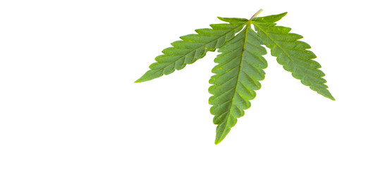 Cannabis leaf, marijuana isolated over white background