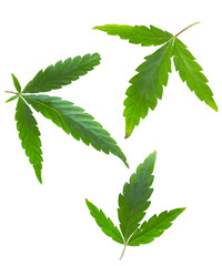 Cannabis leaf, marijuana isolated over white background