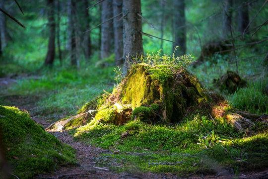 Fototapeta Old stump in forest