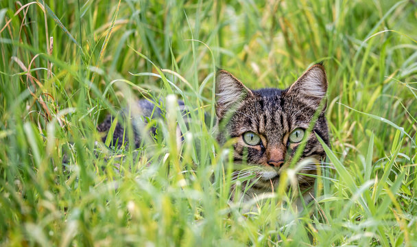 Katze jagt in hohem Gras