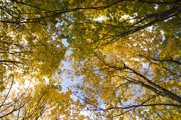 Bright autumn leaves in the natural environment. Fall maple trees, yellow orange nature background