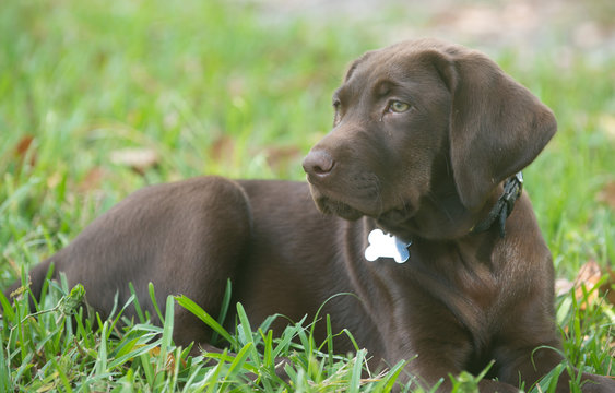 A brown haired puppy lying in the grass.