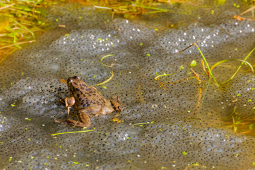 Number of frogs spawning in a shallow pond