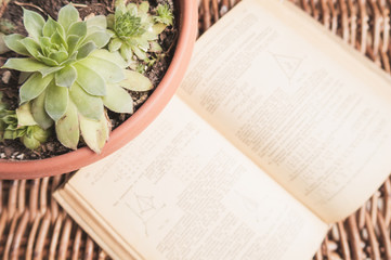 Open book and succulents on a wicker background